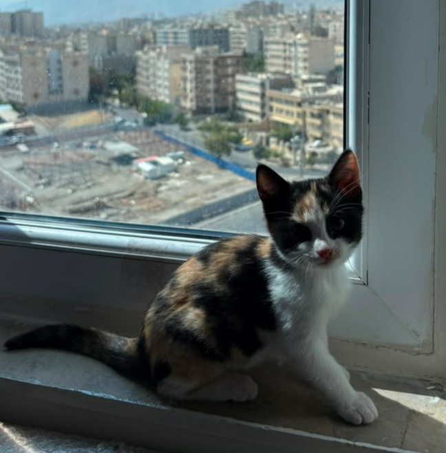 کالیکوی خوشگل