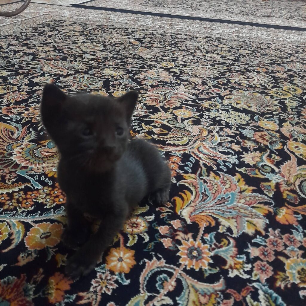 واگذاری رایگان گربه