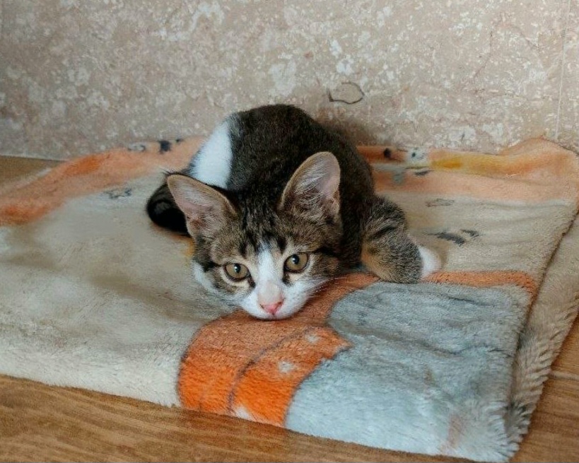 واگذاری گربه نر س ماهه