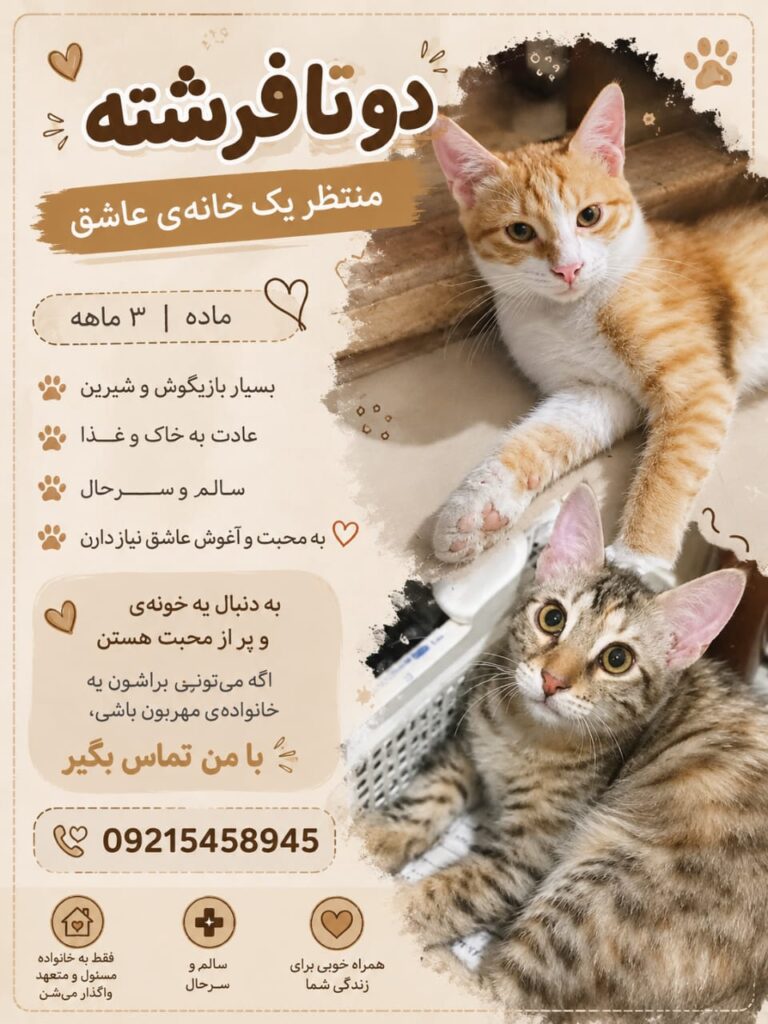بچه گربه های دوست داشتنی