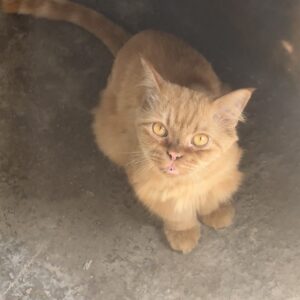 گربه نژاد دار پيدا شده