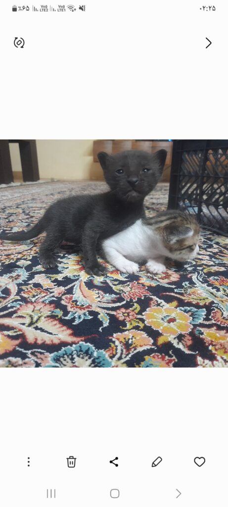 واگذاری بچه گربه