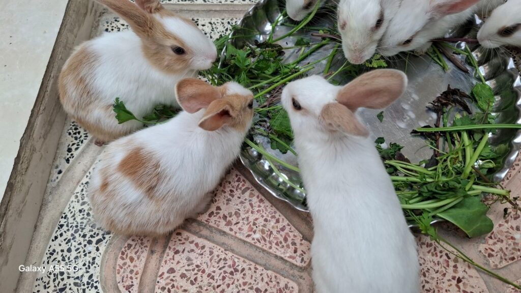 خرگوش  واگذار می شود  رایگان