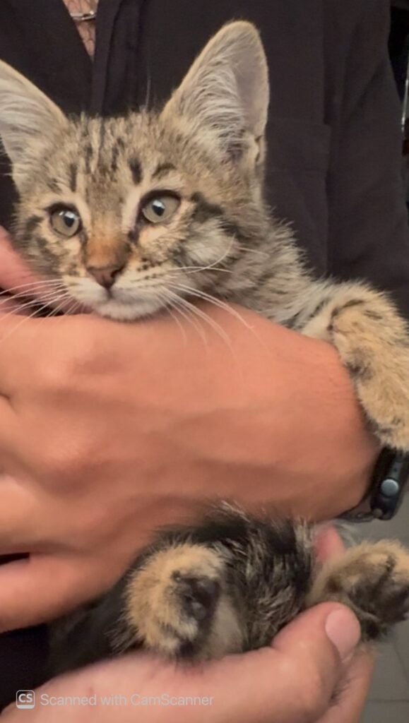 🐱 واگذاری بچه‌گربه نر دوماهه دوست‌داشتنی