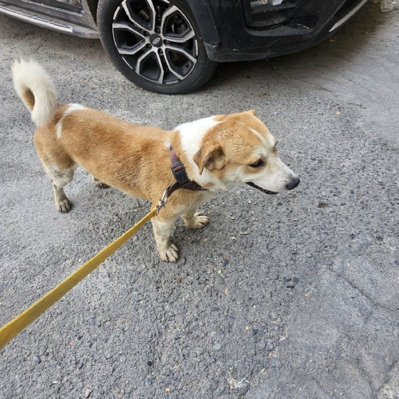 سگ پا کوتاه
