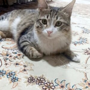 گربه گمشده