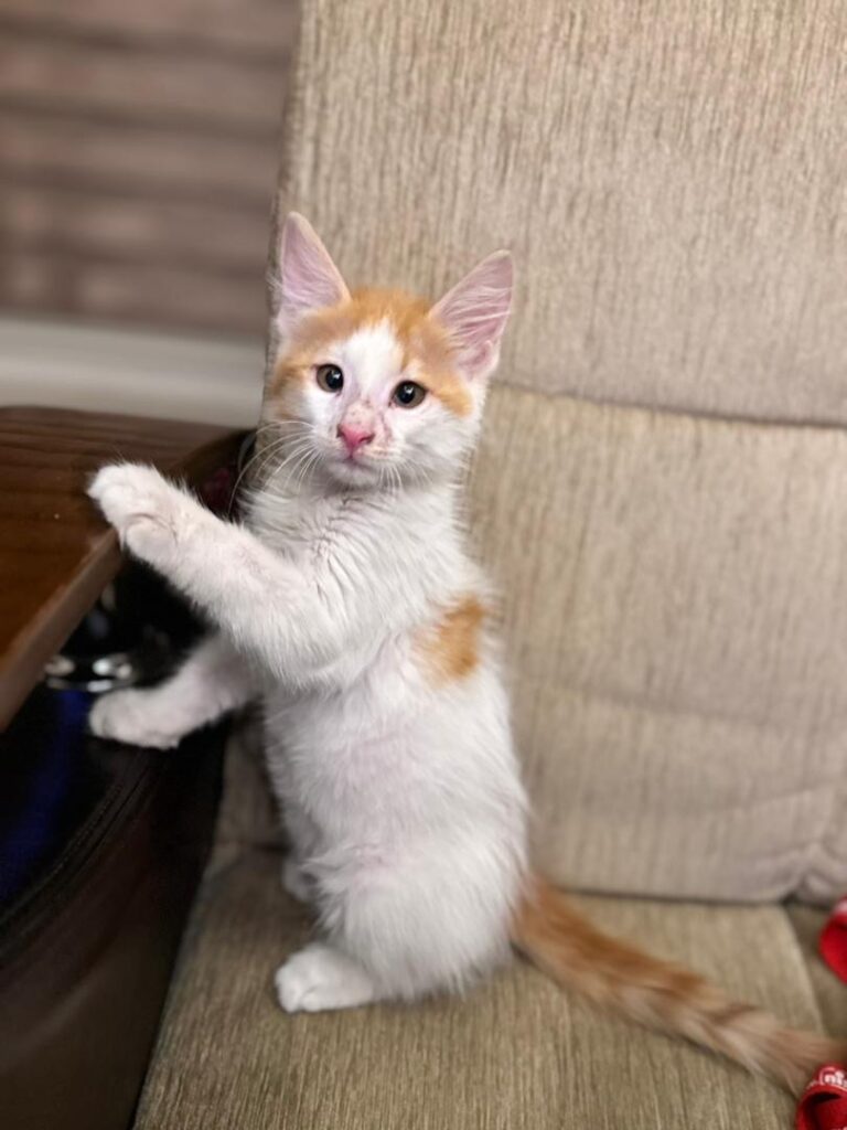 واگذاری بچه گربه