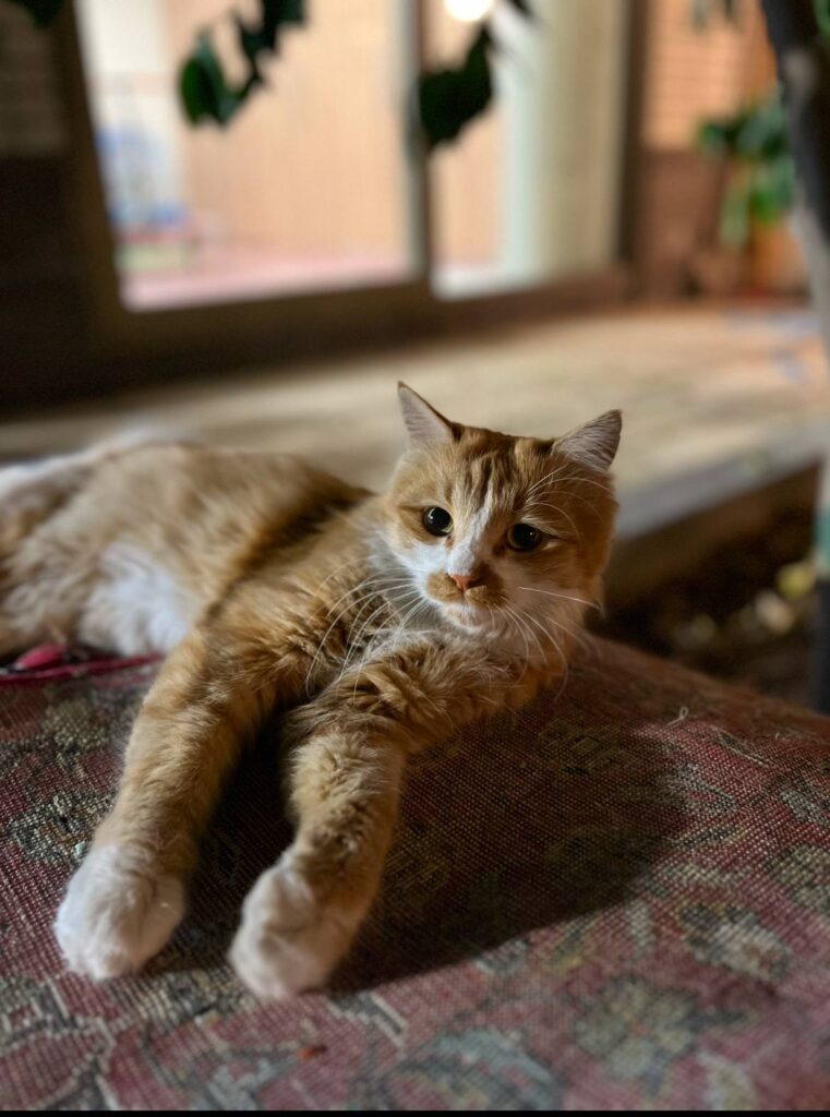 واگذاری گربه دو ساله نارنجی