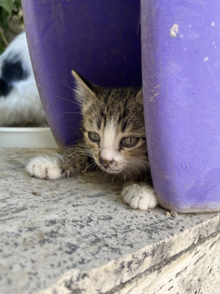 واگذاری بچه گربه