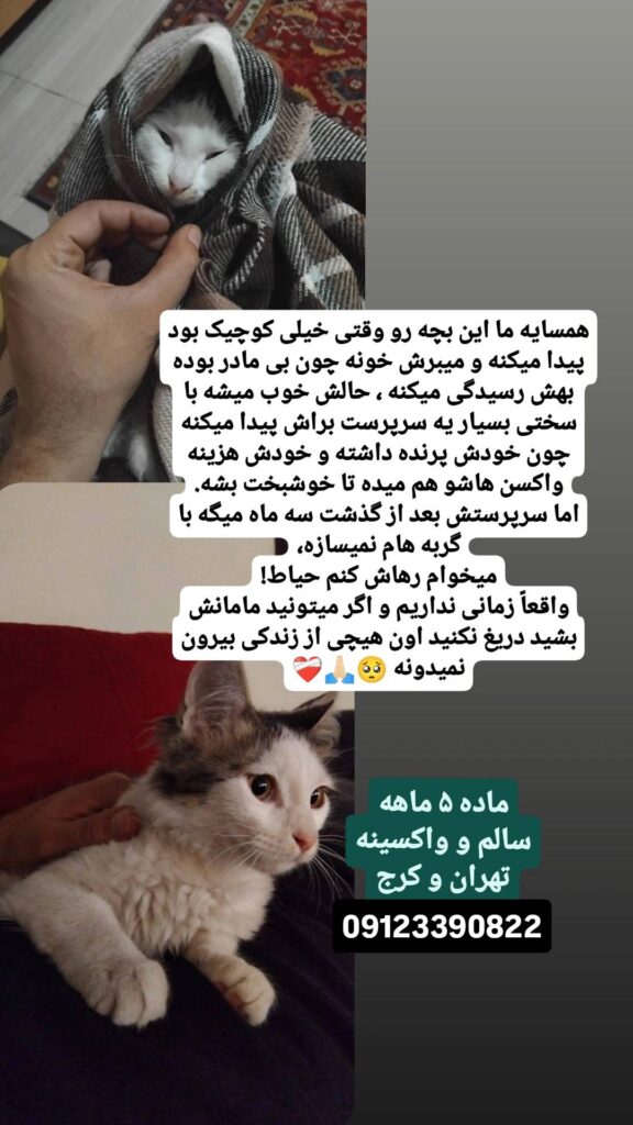 واگذاری یه گربه ملوس