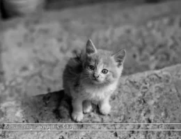 نگهداری از بچه گربه خیابانی