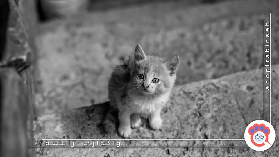 نگهداری از بچه گربه خیابانی