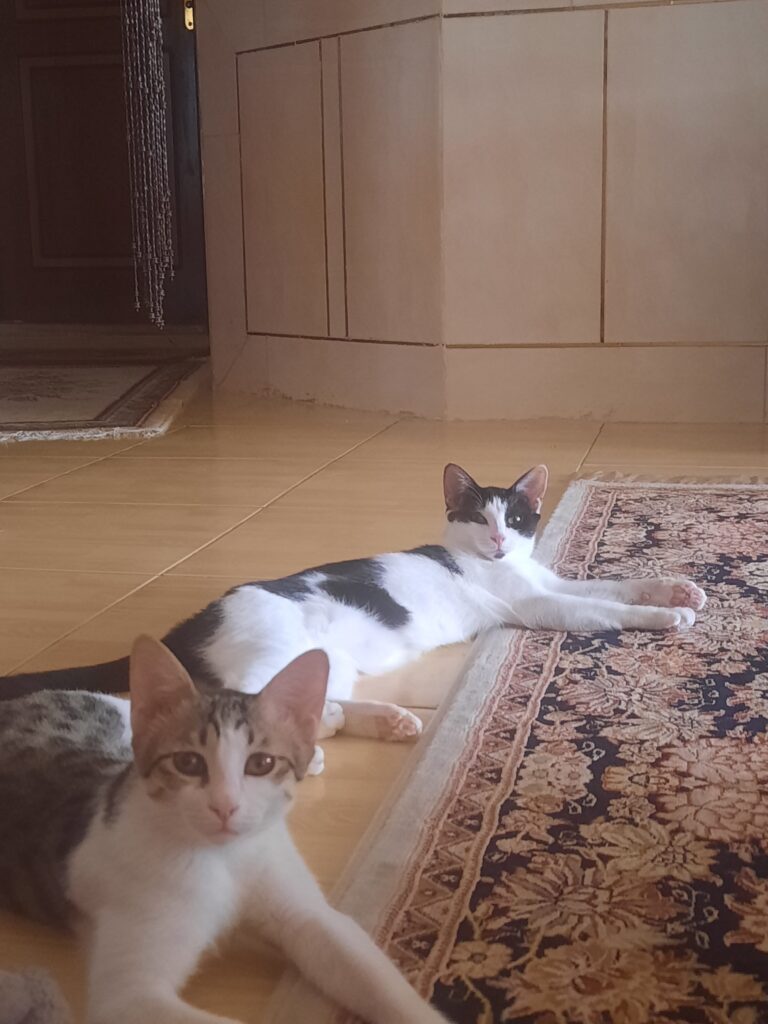 واگذاری رایگان گربه dsh
