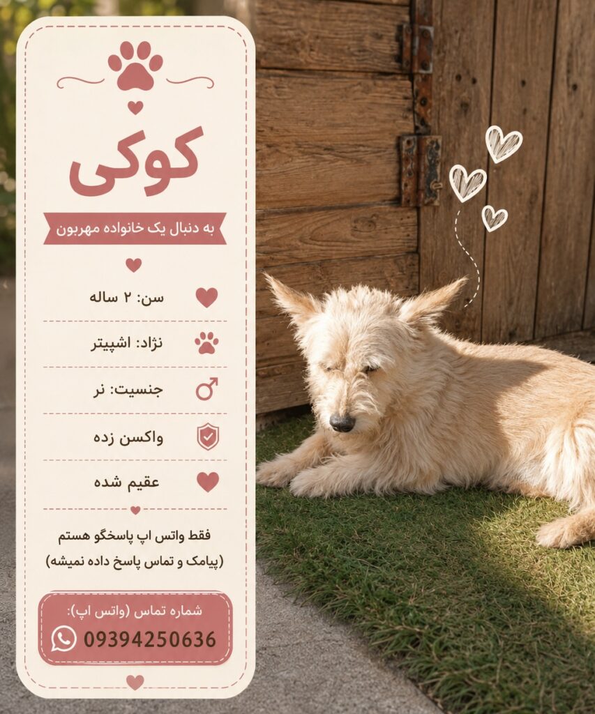 پسر دو ساله اشپیتز (کوکی)