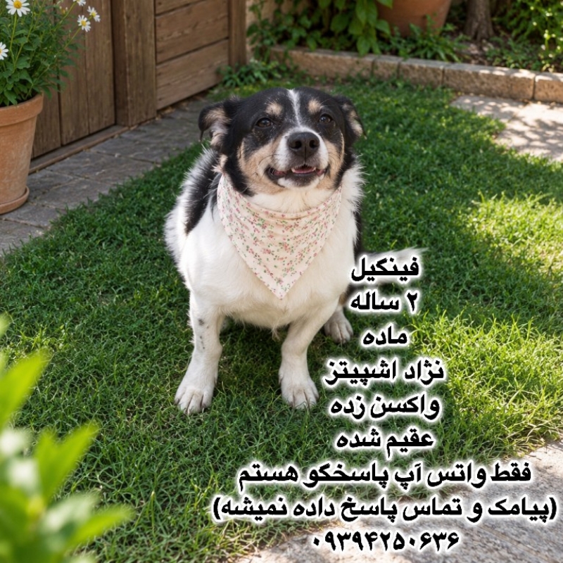 دختر دو ساله اشپیتز (فینگیل)