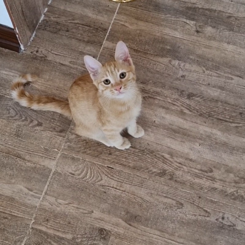 گربه درشرف رهاسازی