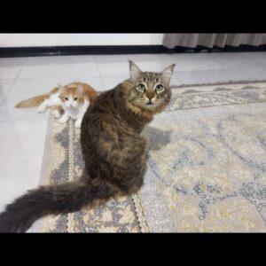 واگذاری گربه