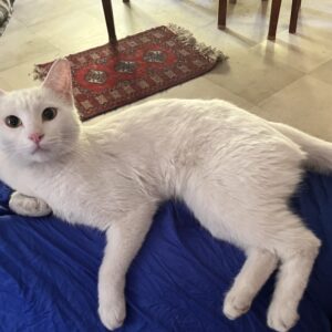 گربه ماده یکدست سفید