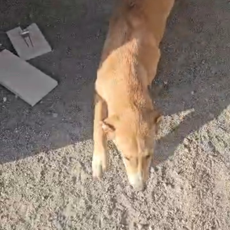 بومی ماده 2 ماهه