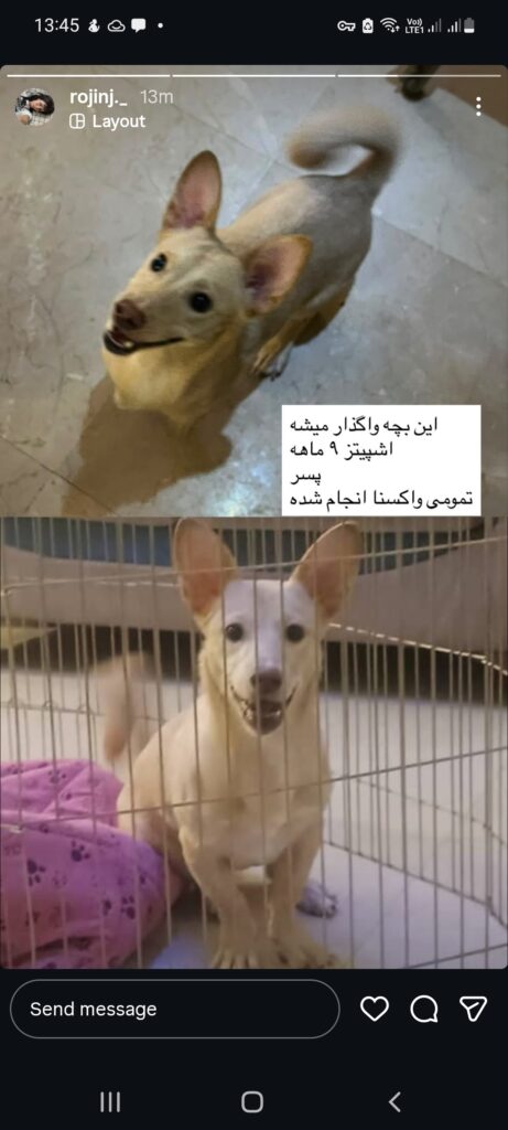 واگذاری توله اشپیتز