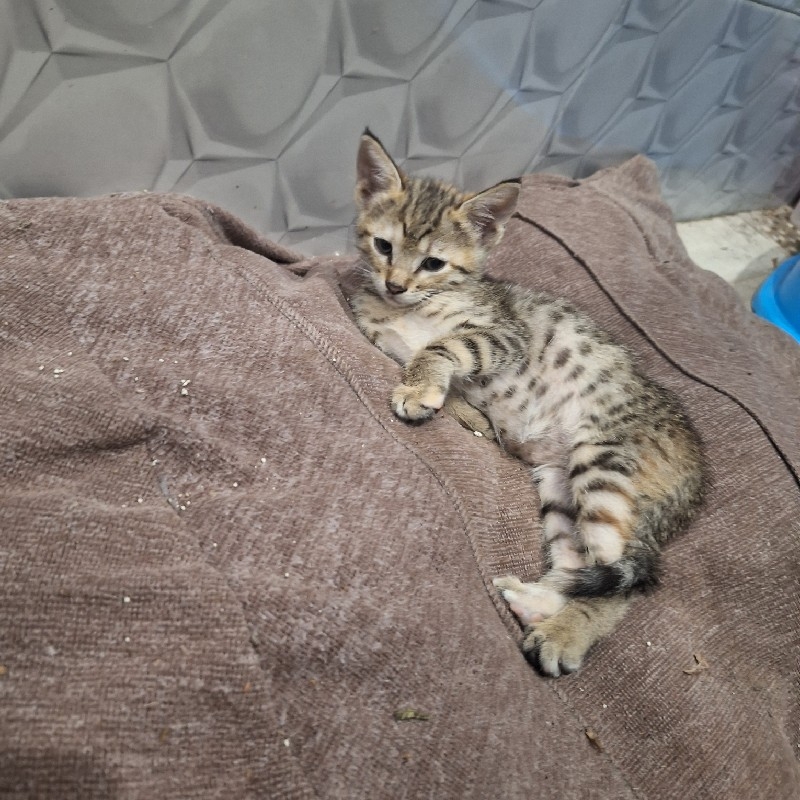 واگذاری گربه دوماهه