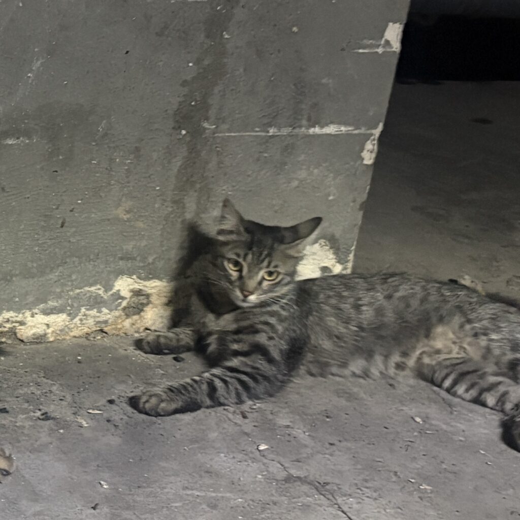 گربه گمشده