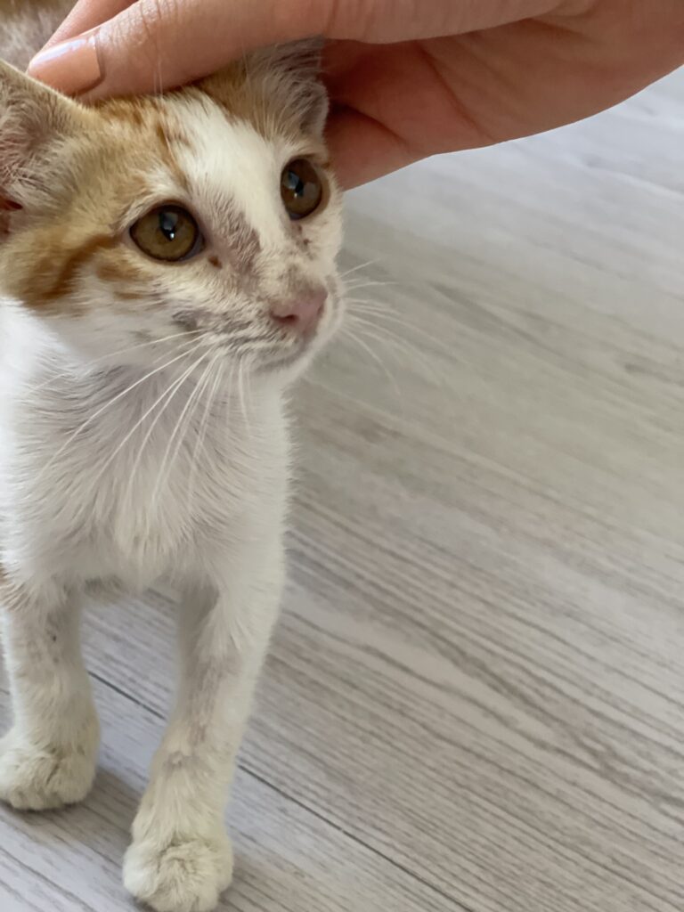 واگذاری گربه DSH