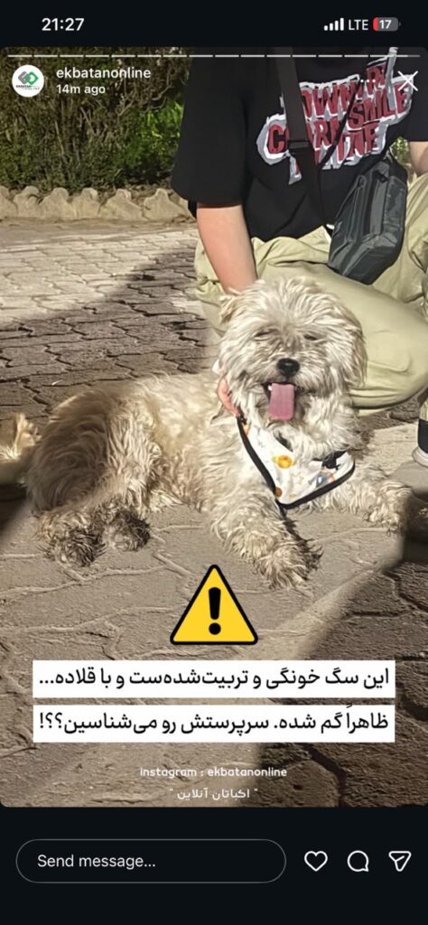 واگذاری سگ رها شده