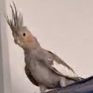 عروس هلندی گمشده ماده