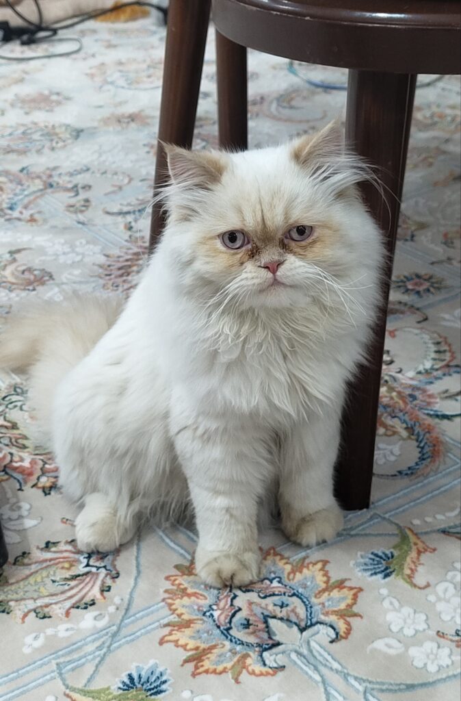 گربه گمشده