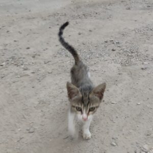 گربه تو دل برو و  ناز به نام نقره خانم 🤍🩷