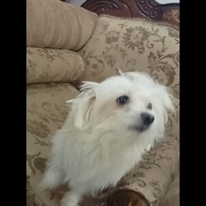 سگم گمشده