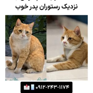 گربه نارنجی گمشده جاده چالوس