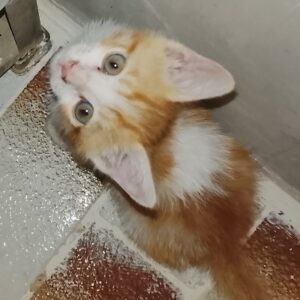 گربه ۱نیم ماهه باهوش