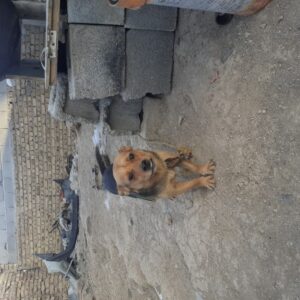 سگ پا کوتاه