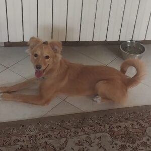 توله سگ پیدا شده