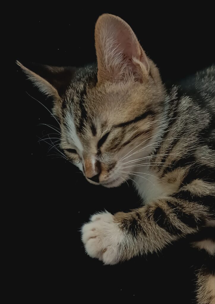 بچه گربه بانمک و بازیگوش