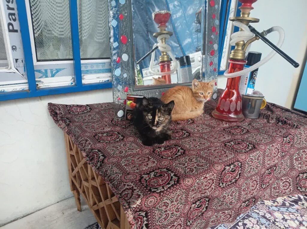 گربه دوقلو دو ماه