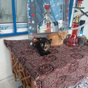 گربه دوقلو دو ماه