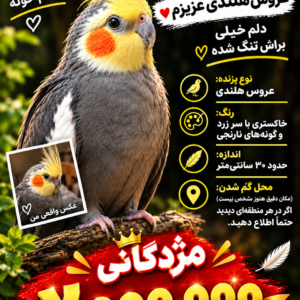 عروس هلندى سيامون گمشده