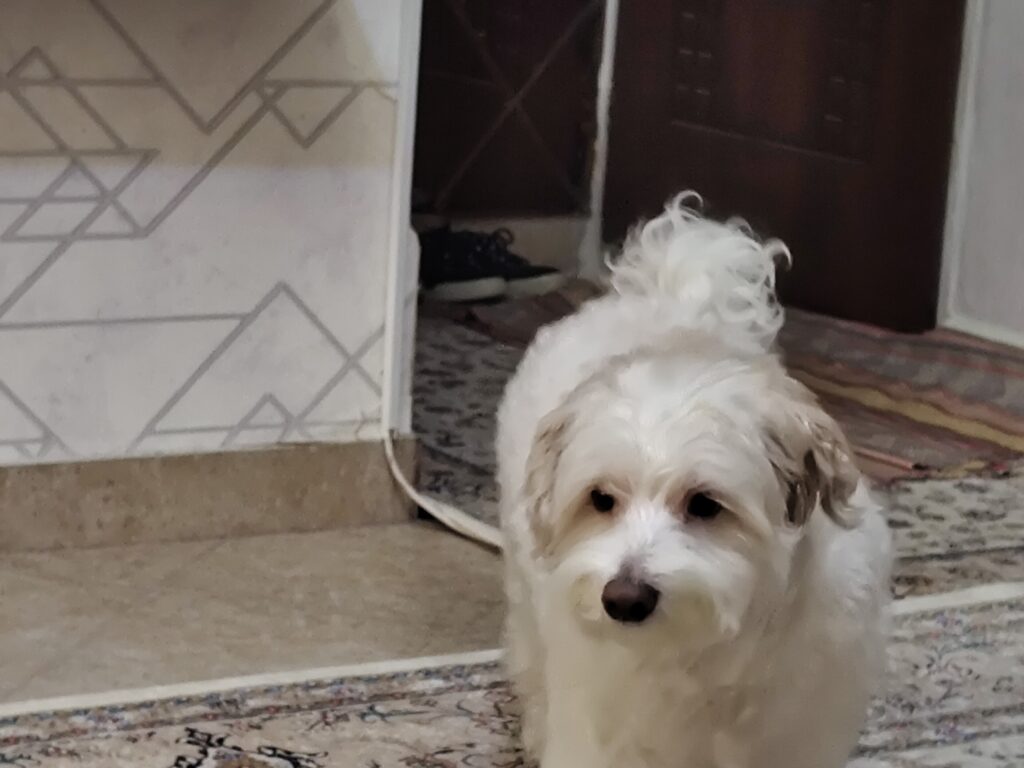 شیتزو