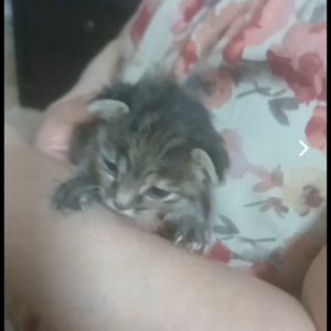 واگذاری ۲بچه گربه