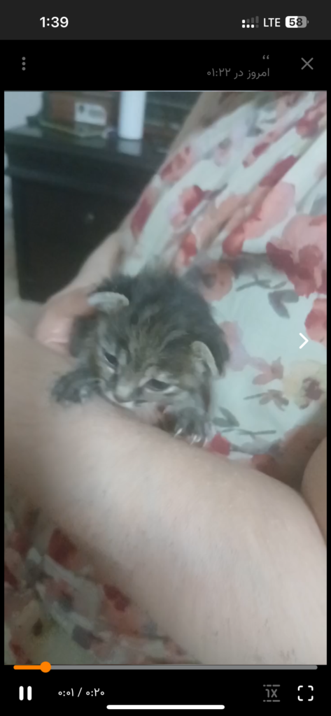 واگذاری ۲بچه گربه