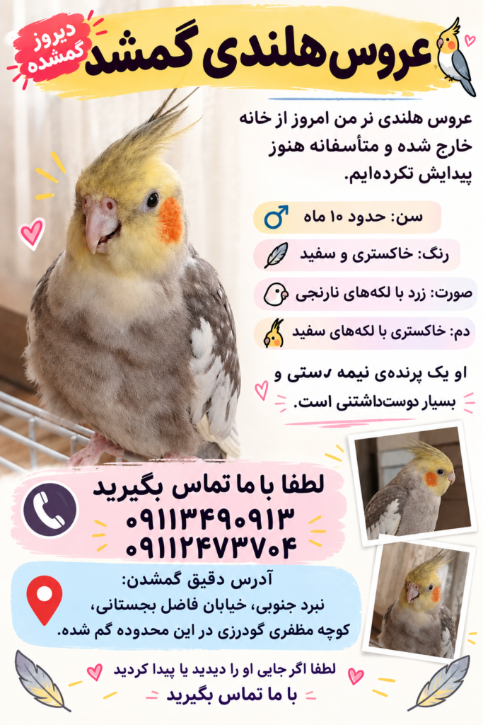 عروس هلندی گمشده