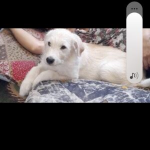 🐕 سگ گمشده – موکا موکا در شهر گلدشت اصفهان گم شده و حدود ۱۲ روز است که پیدا نشده. رنگ: سفید مایل به موکایی قد: حدود ۷۰ سانتی‌متر نام: موکا اگر کسی موکا را دیده یا از محل آن خبر دارد، لطفاً با شماره زیر تماس بگیرد: ومژدگانی دریافت کند