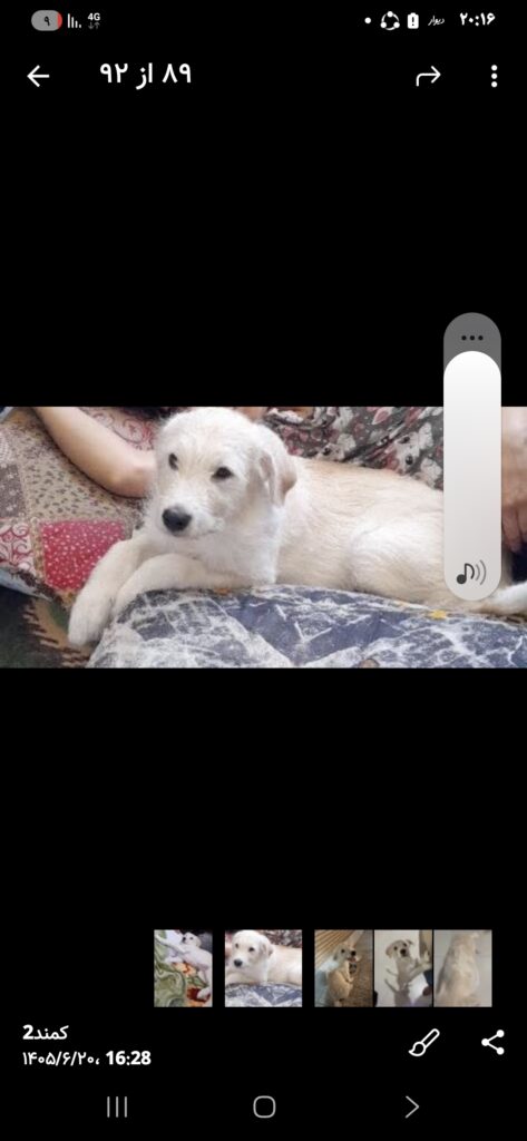 🐕 سگ گمشده – موکا موکا در شهر گلدشت اصفهان گم شده و حدود ۱۲ روز است که پیدا نشده. رنگ: سفید مایل به موکایی قد: حدود ۷۰ سانتی‌متر نام: موکا اگر کسی موکا را دیده یا از محل آن خبر دارد، لطفاً با شماره زیر تماس بگیرد: ومژدگانی دریافت کند