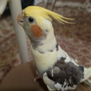 عروس هلندی حیدرآباد