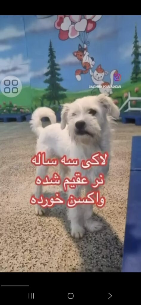 لاکی میکس شیتزو