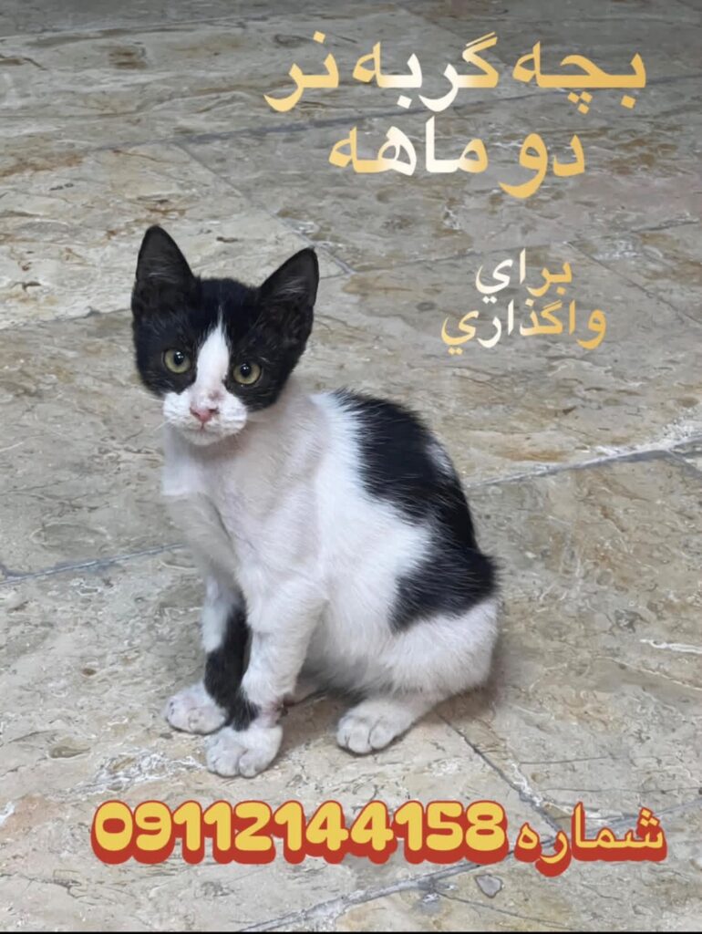 واگذاری گربه رایگان