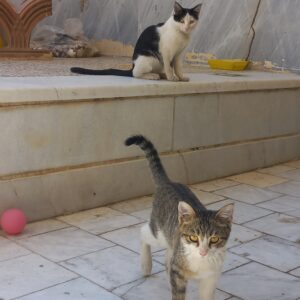 واگذاری گربه خواهر و برادر
